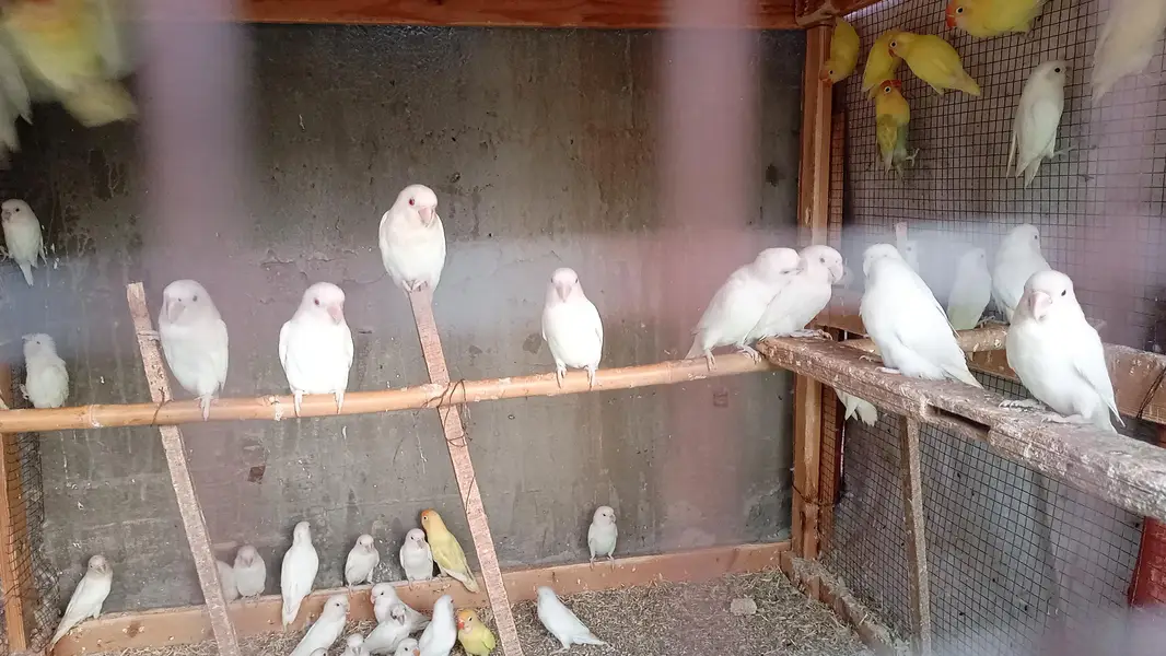 lotino love birds — photo 6