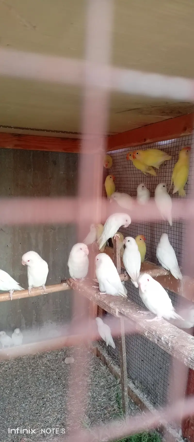 lotino love birds — photo 7