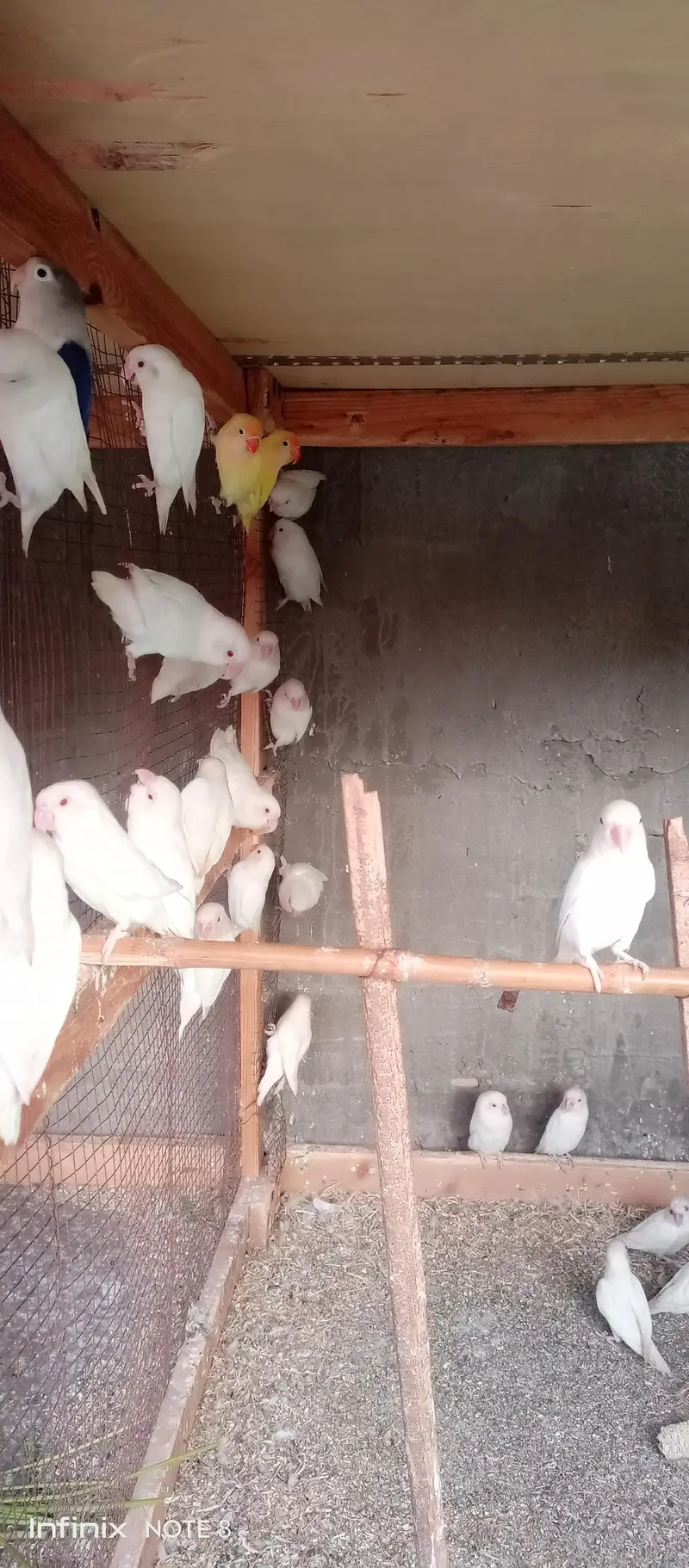 lotino love birds — photo 8