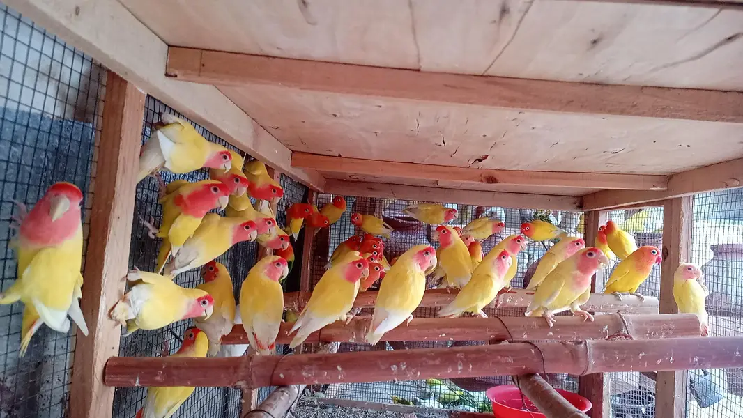 lotino love birds — photo 9