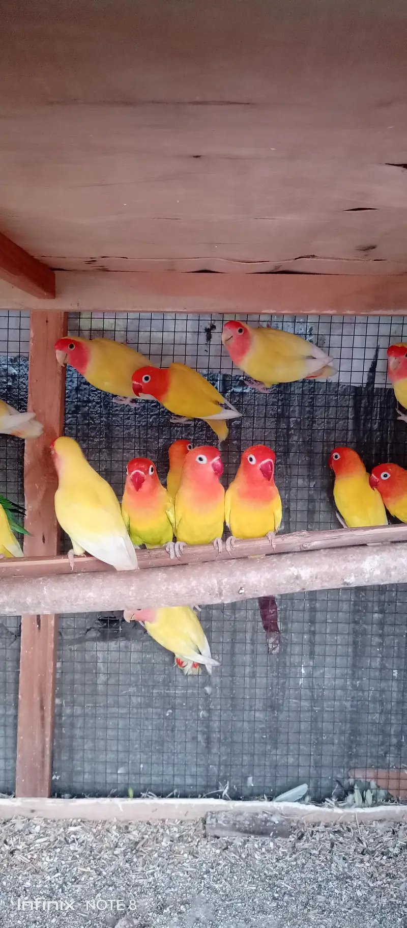lotino love birds — photo 10