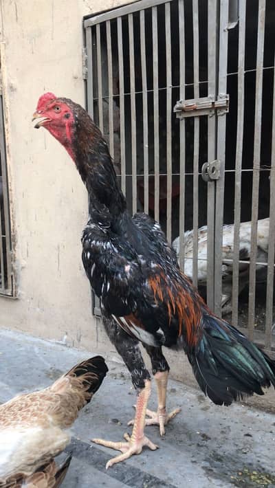 O Shamo Male |  premium Quality |  Lakha Clour