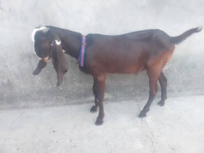 Goat kid breeder Quality whatsapp03244695410