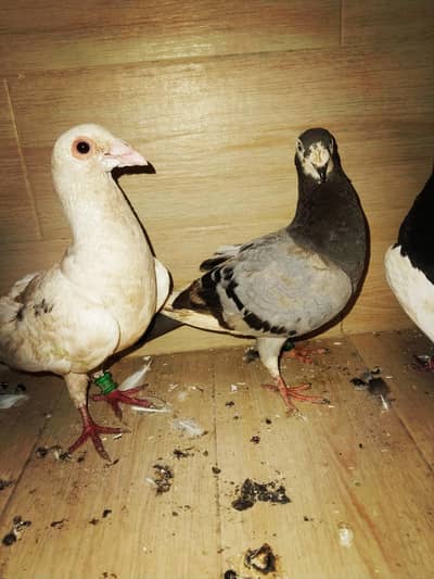 Qasid pigeons for sale