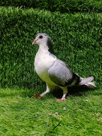 silver Sherazi Breder Female For sale