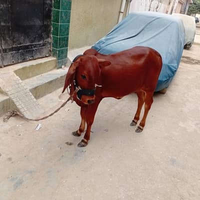 bachri