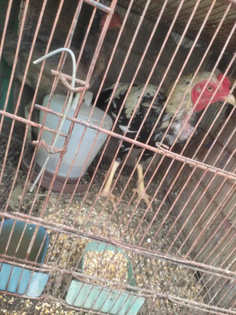 Aseel Murga, Murgi, Joray, Chozay, Bachai or Pinjray For Sale — photo 4