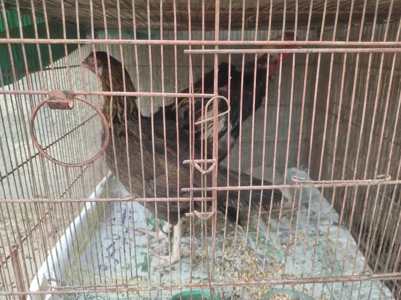 Aseel Murga, Murgi, Joray, Chozay, Bachai or Pinjray For Sale — photo 9