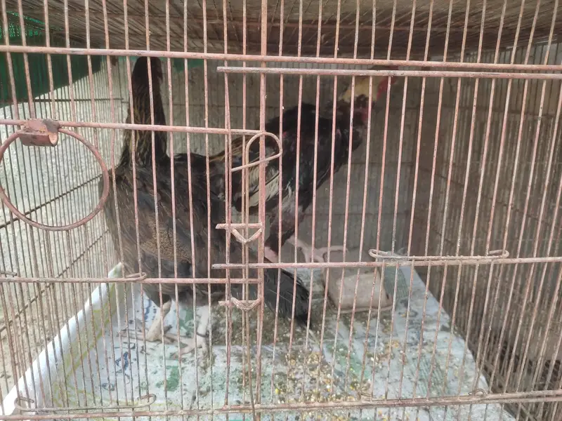 Aseel Murga, Murgi, Joray, Chozay, Bachai or Pinjray For Sale — photo 10