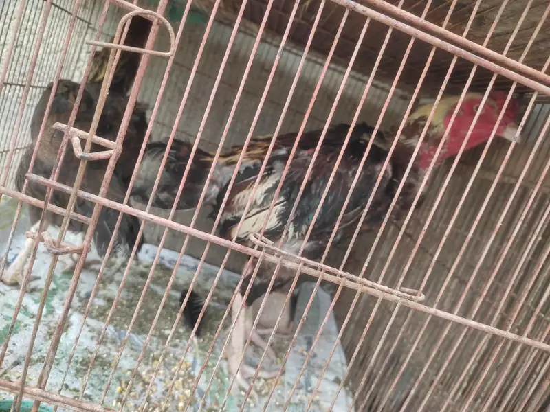Aseel Murga, Murgi, Joray, Chozay, Bachai or Pinjray For Sale — photo 12