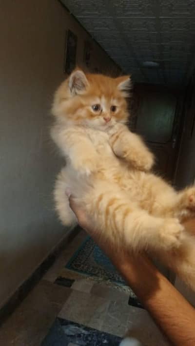 beautiful n playful kitten