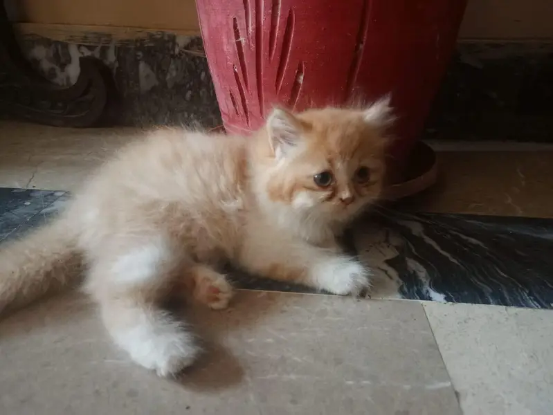 beautiful n playful kitten — photo 2