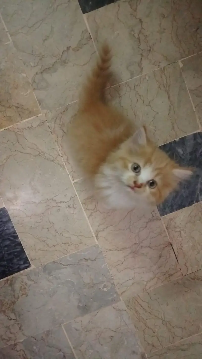 beautiful n playful kitten — photo 3