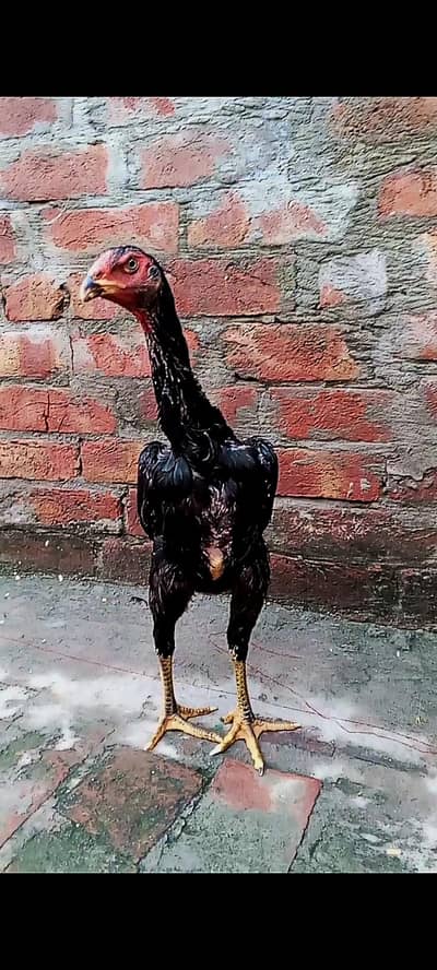 Black OH Shamo pathiya  pathy and breeder female