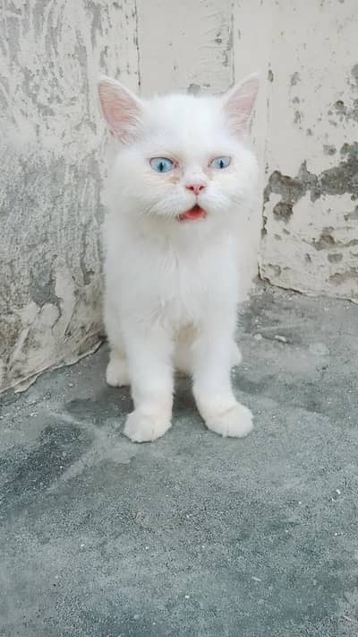 i have a beautiful persion triple coat female kitten blue e for sale