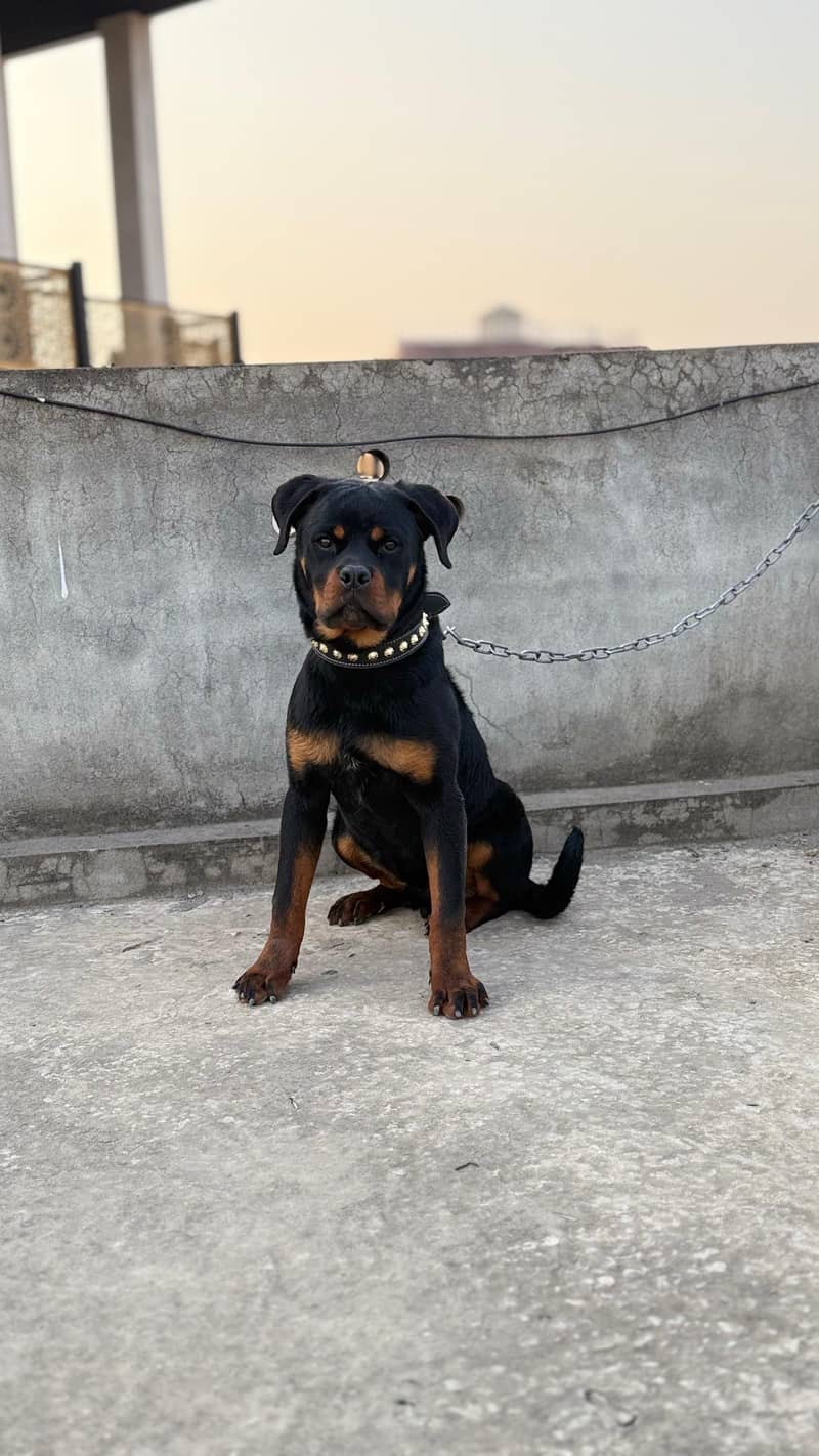 ROTTWEILER 0