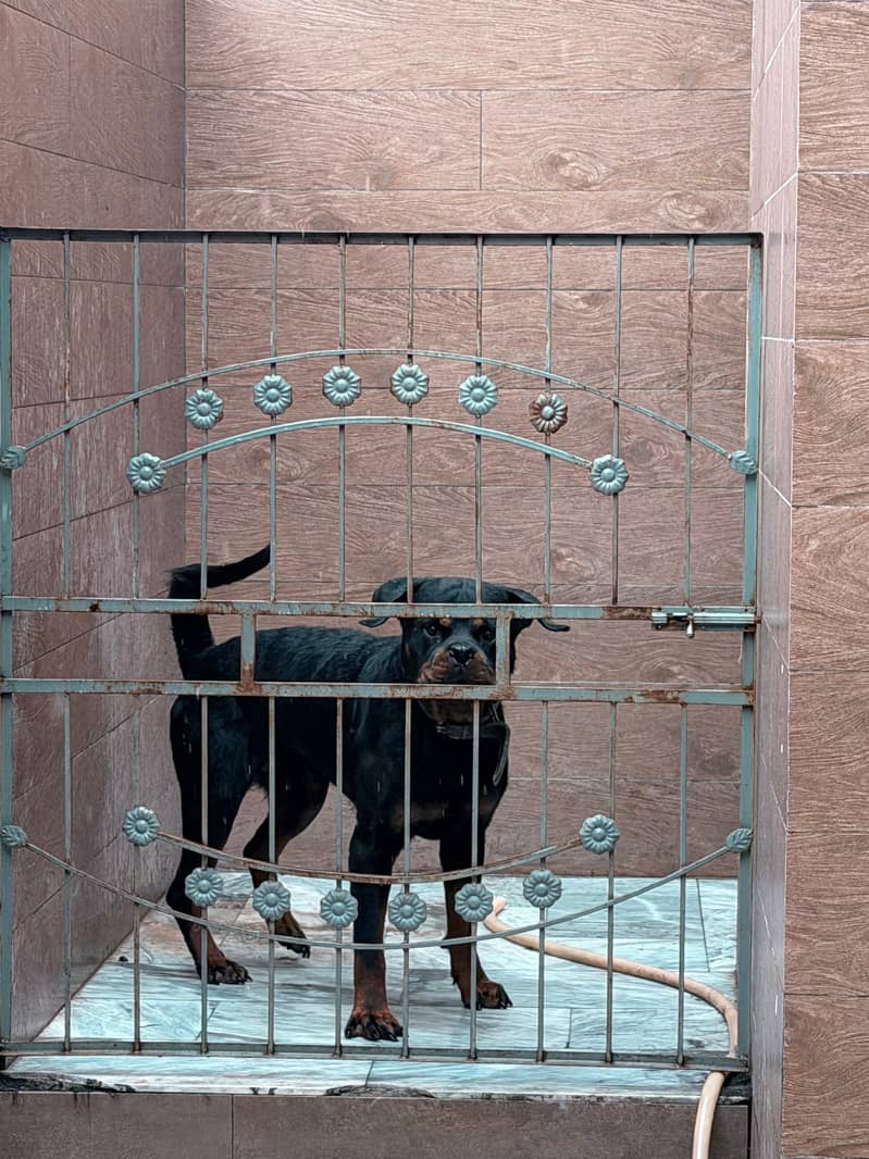 ROTTWEILER 1