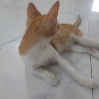 Ginger cat