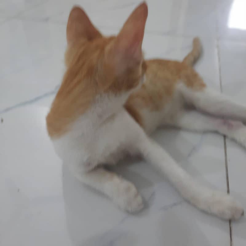 Ginger cat 0