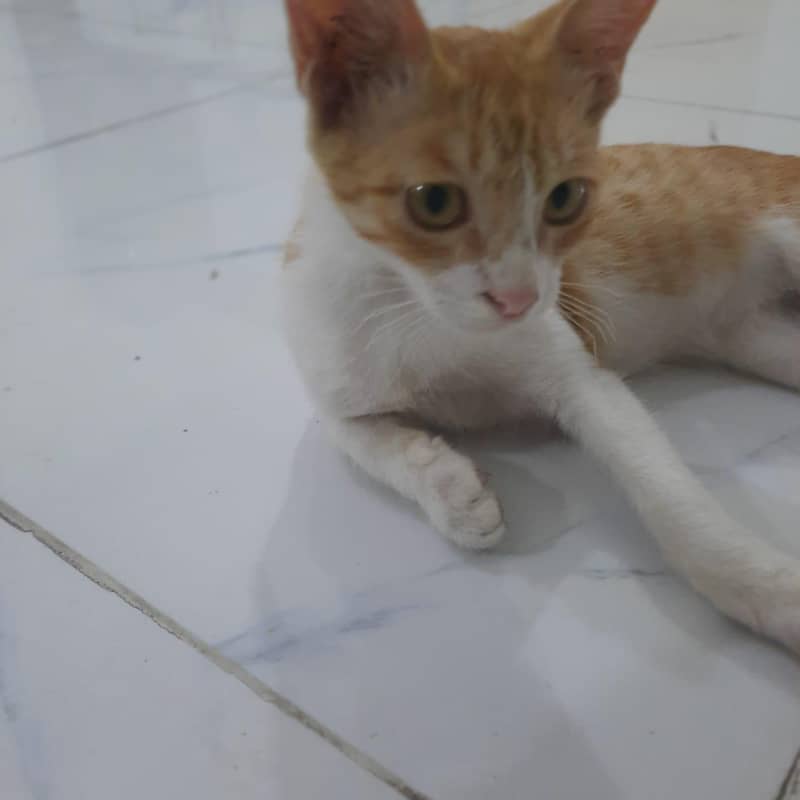 Ginger cat 1