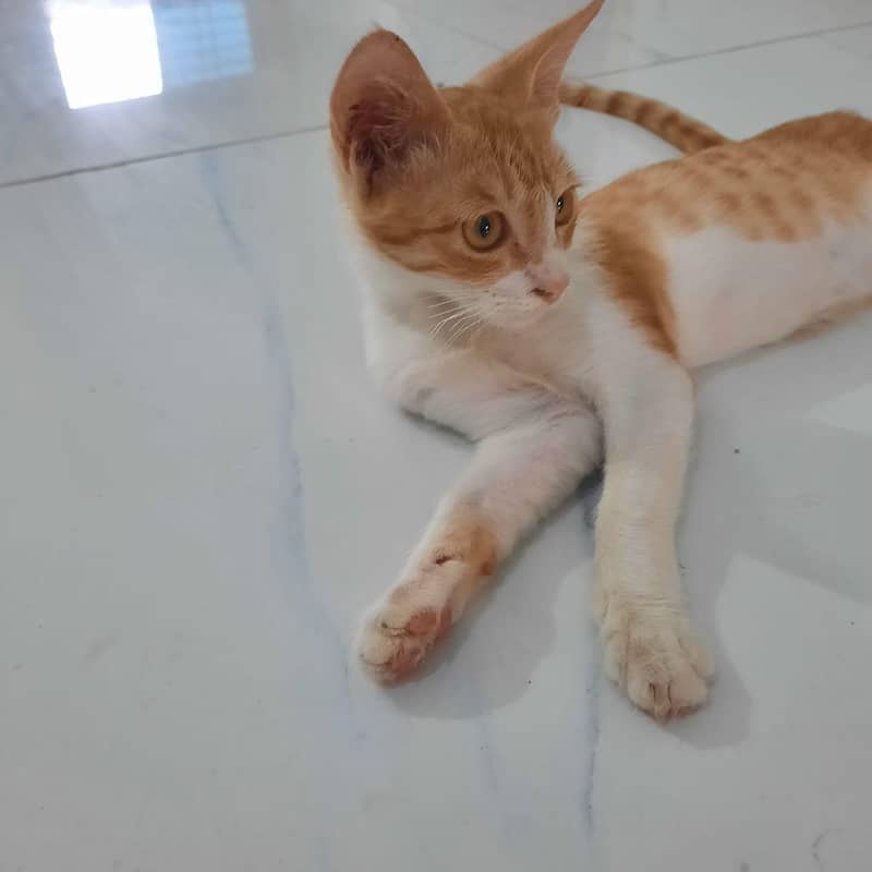 Ginger cat 2