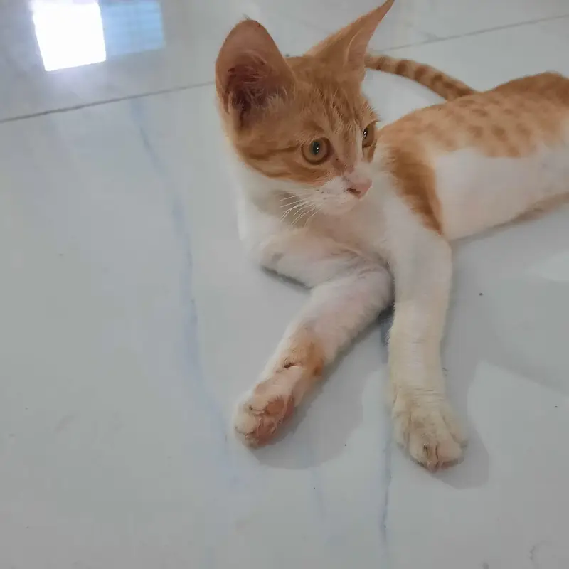 Ginger cat — photo 3
