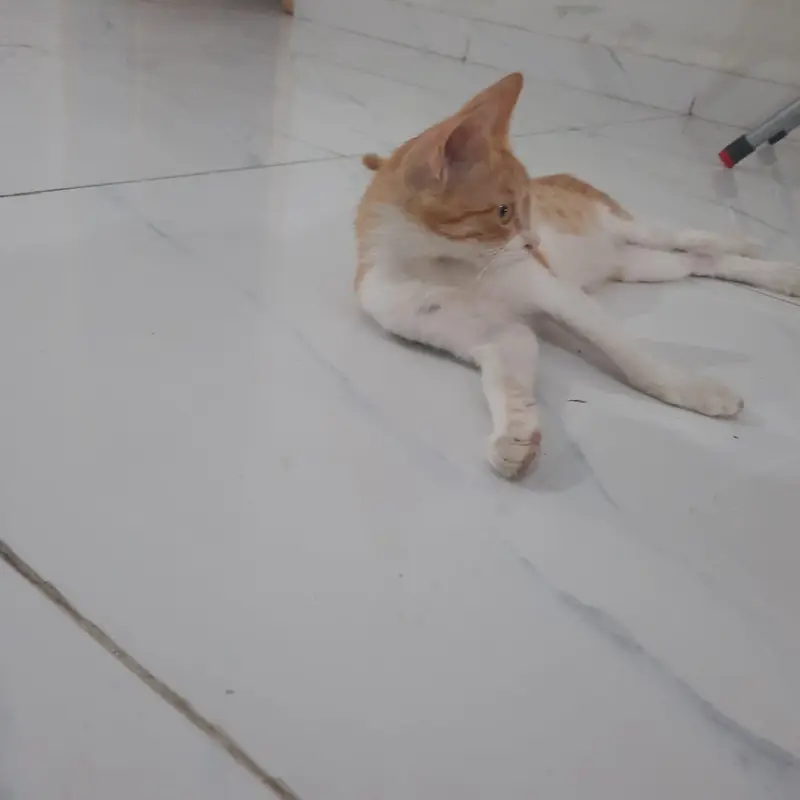 Ginger cat — photo 4