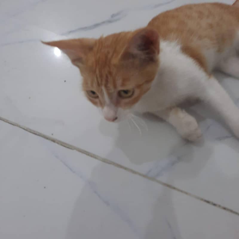 Ginger cat 4