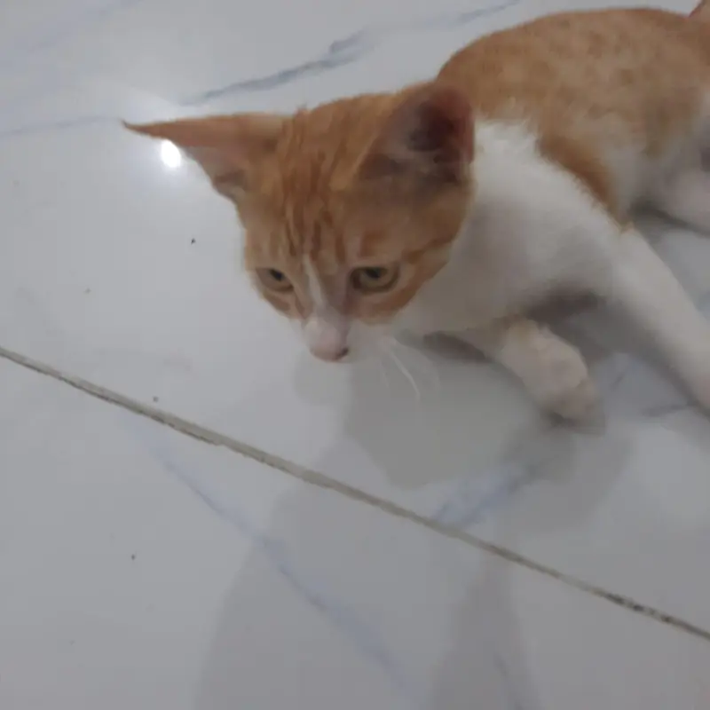Ginger cat — photo 5
