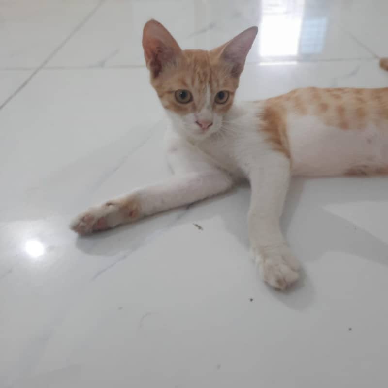 Ginger cat 5