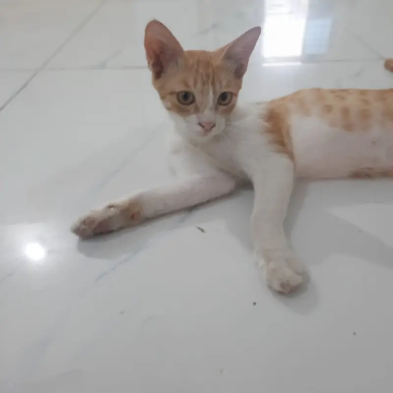 Ginger cat — photo 6