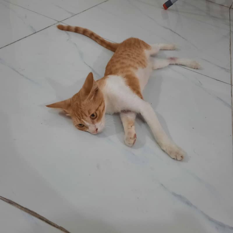 Ginger cat 6