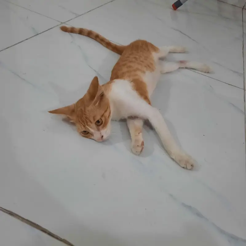 Ginger cat — photo 7