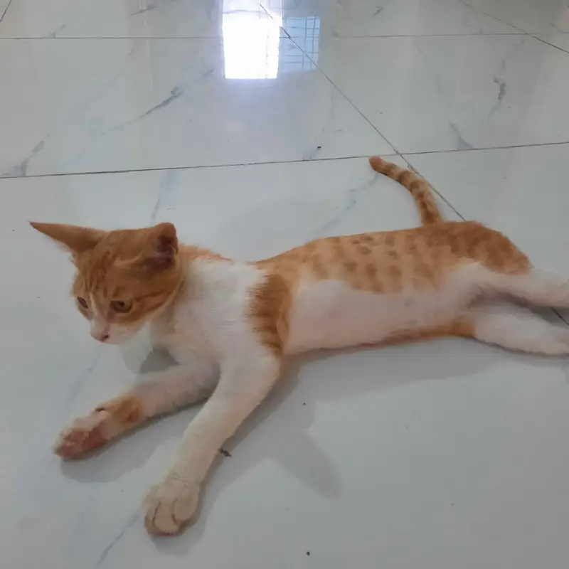 Ginger cat — photo 8