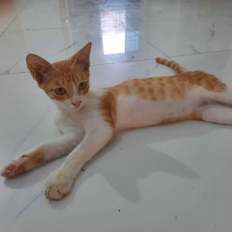 Ginger cat 8