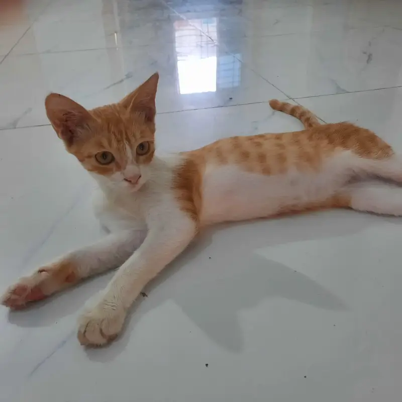 Ginger cat — photo 9
