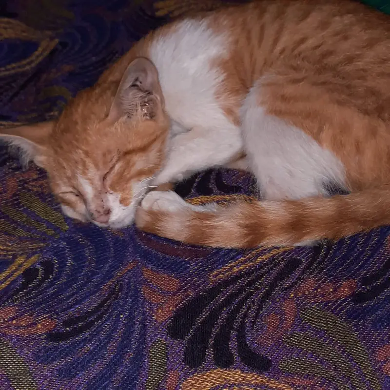 Ginger cat — photo 10
