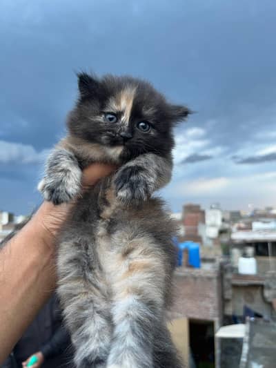 Triple coated kitten