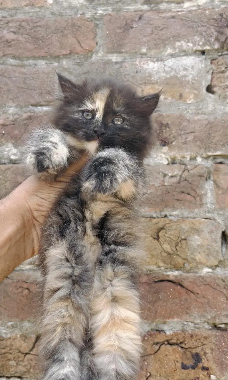 Triple coated kitten — photo 2