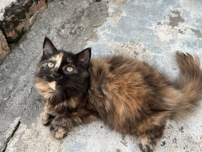 Triple coated kitten — photo 3