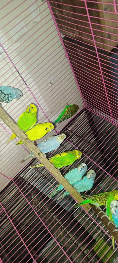 Budgie's parrots with cage (0320/4343/502)