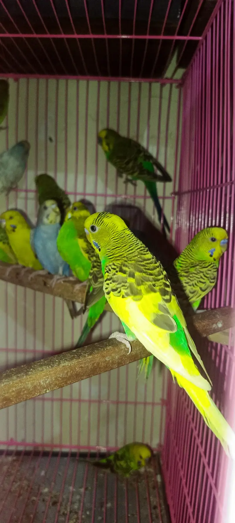 Budgie's parrots with cage (0300/49/89/439) — photo 2
