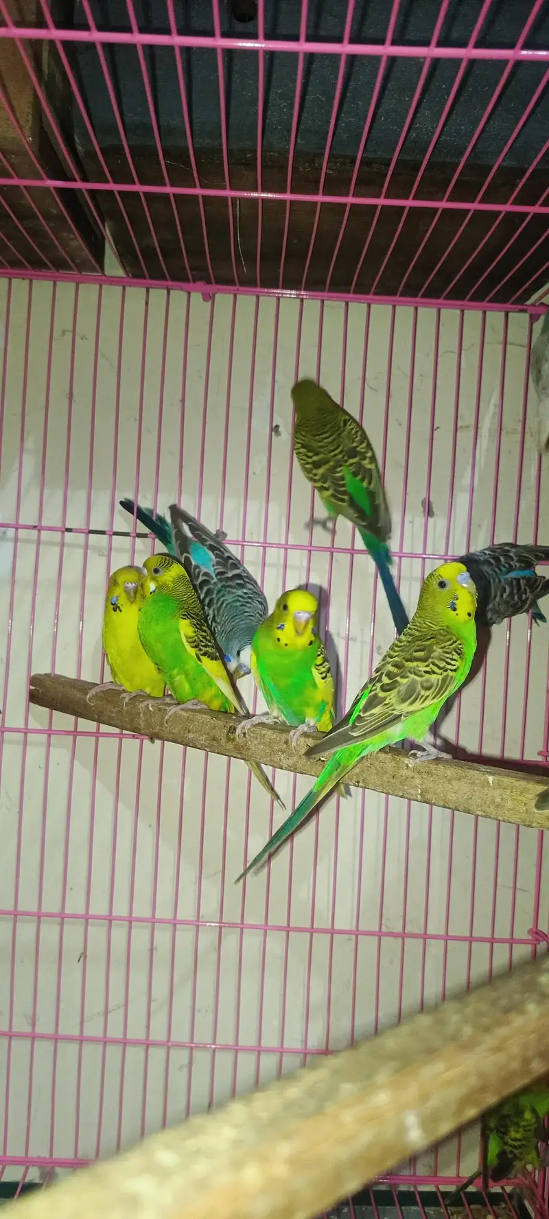 Budgie's parrots with cage (0300/49/89/439) — photo 3