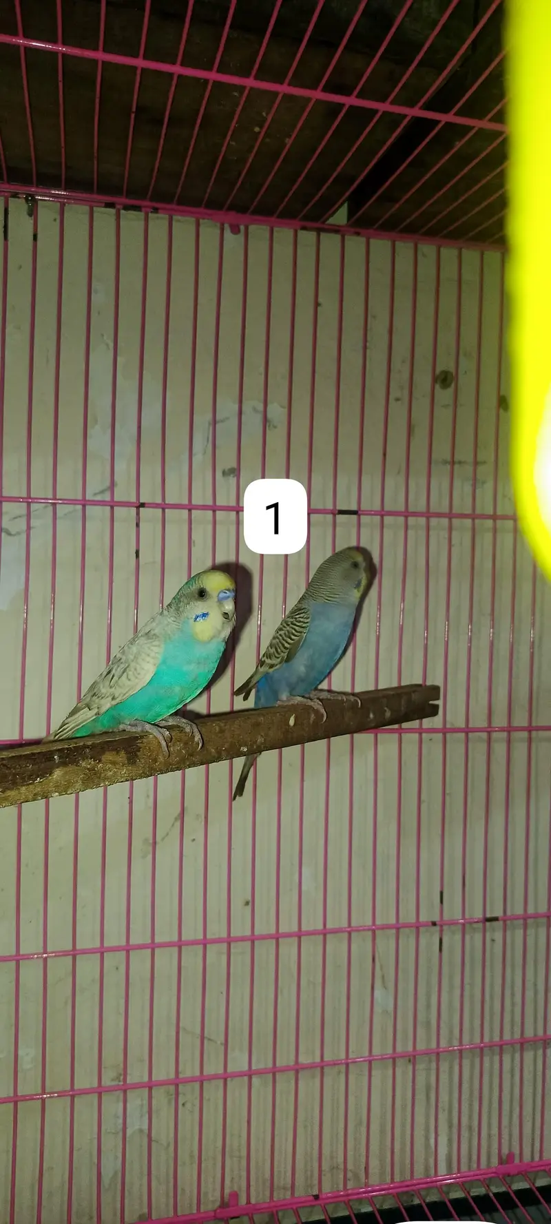 Budgie's parrots with cage (0300/49/89/439) — photo 4