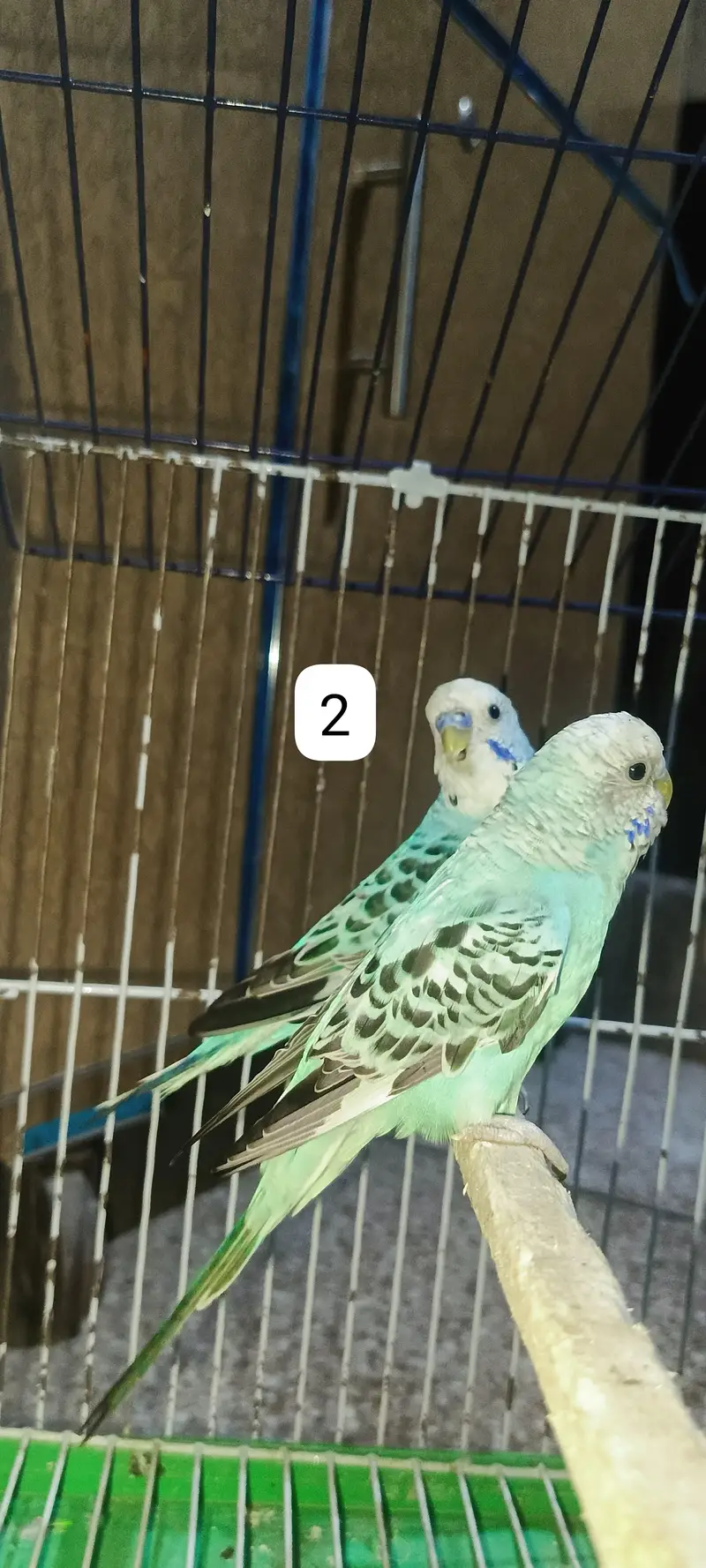 Budgie's parrots with cage (0300/49/89/439) — photo 5