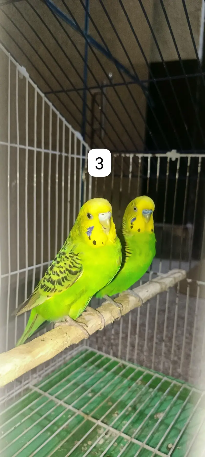 Budgie's parrots with cage (0300/49/89/439) — photo 6