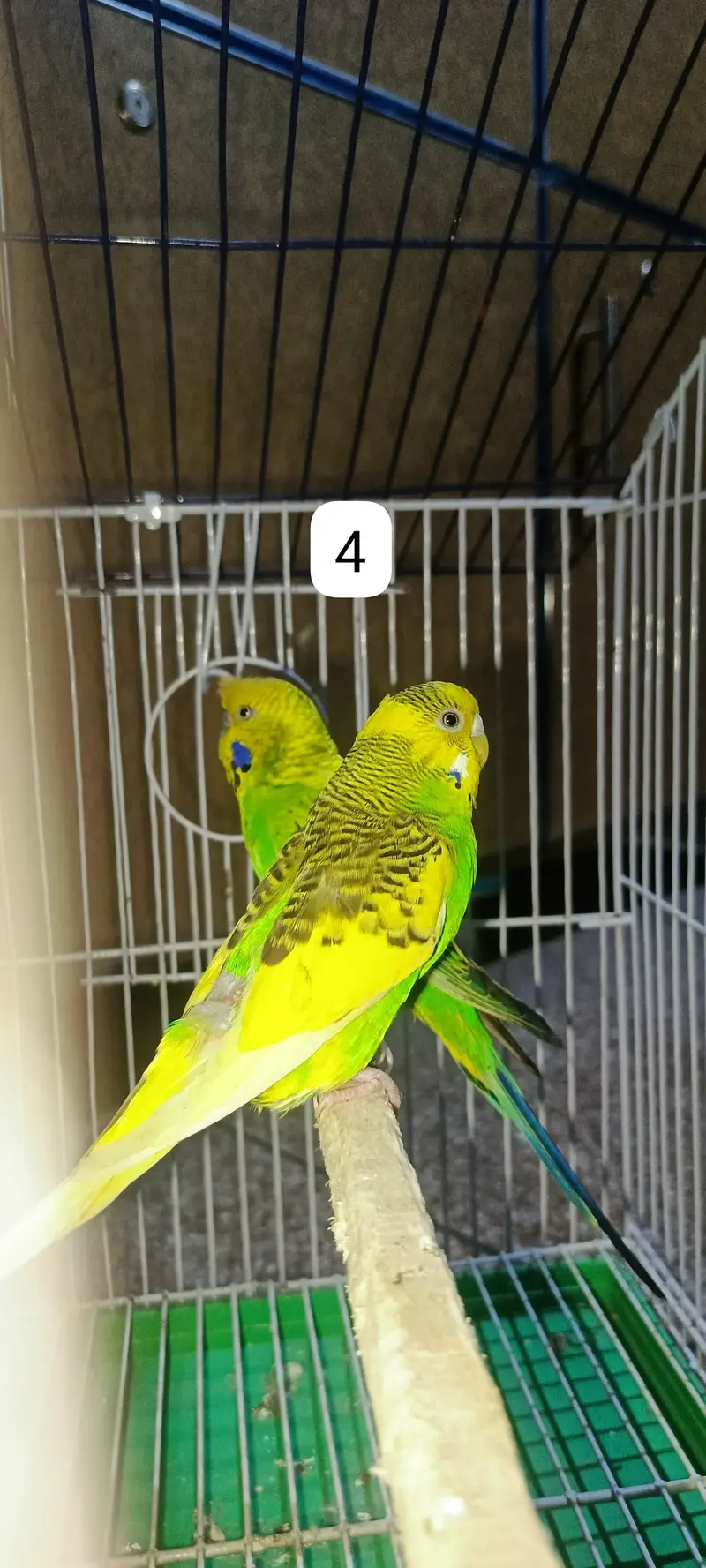Budgie's parrots with cage (0300/49/89/439) — photo 7