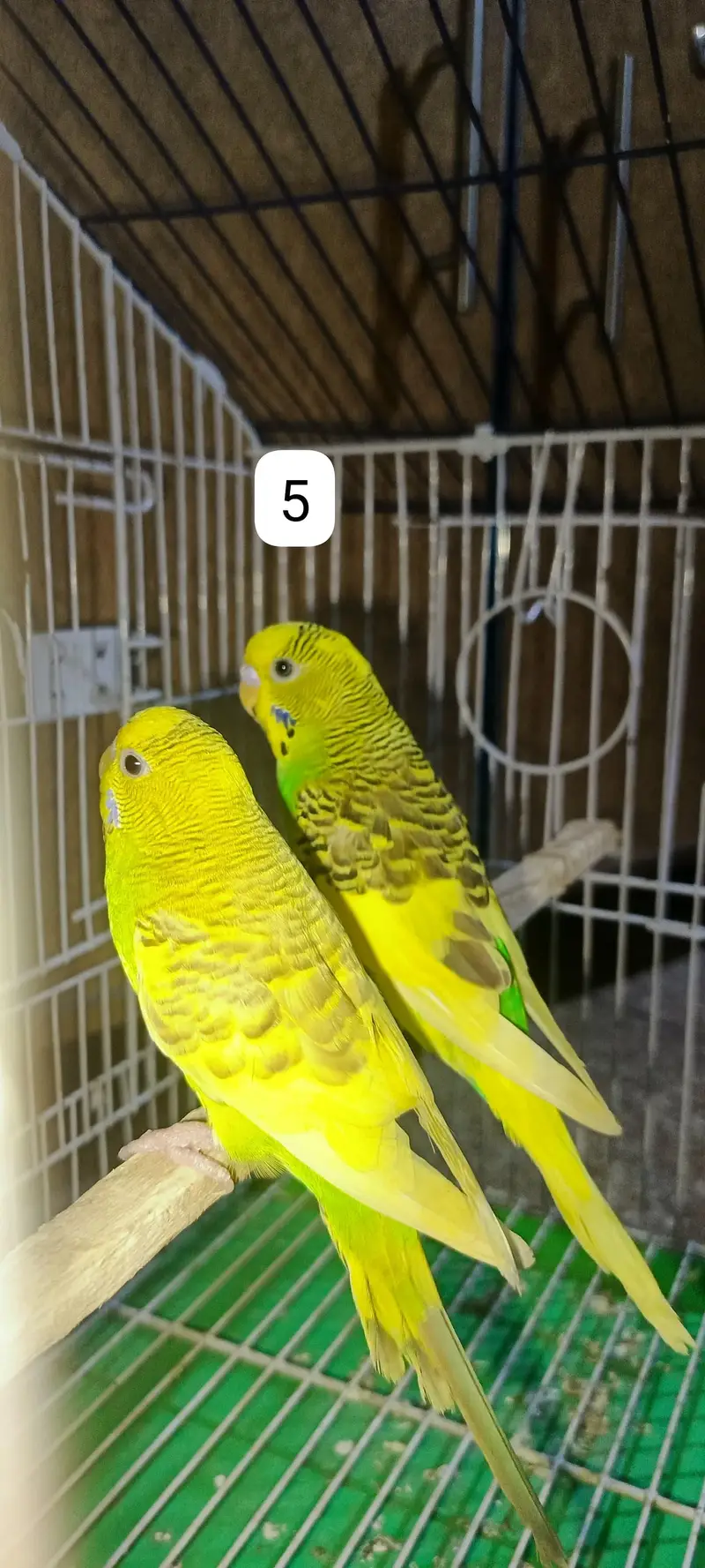 Budgie's parrots with cage (0300/49/89/439) — photo 8