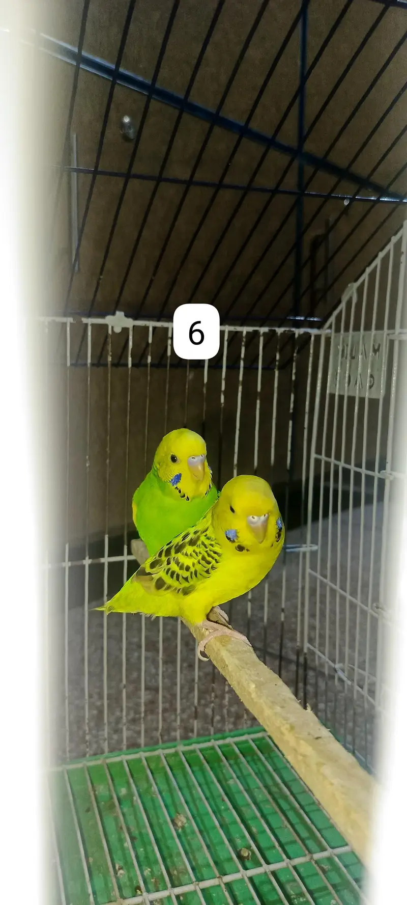 Budgie's parrots with cage (0300/49/89/439) — photo 9