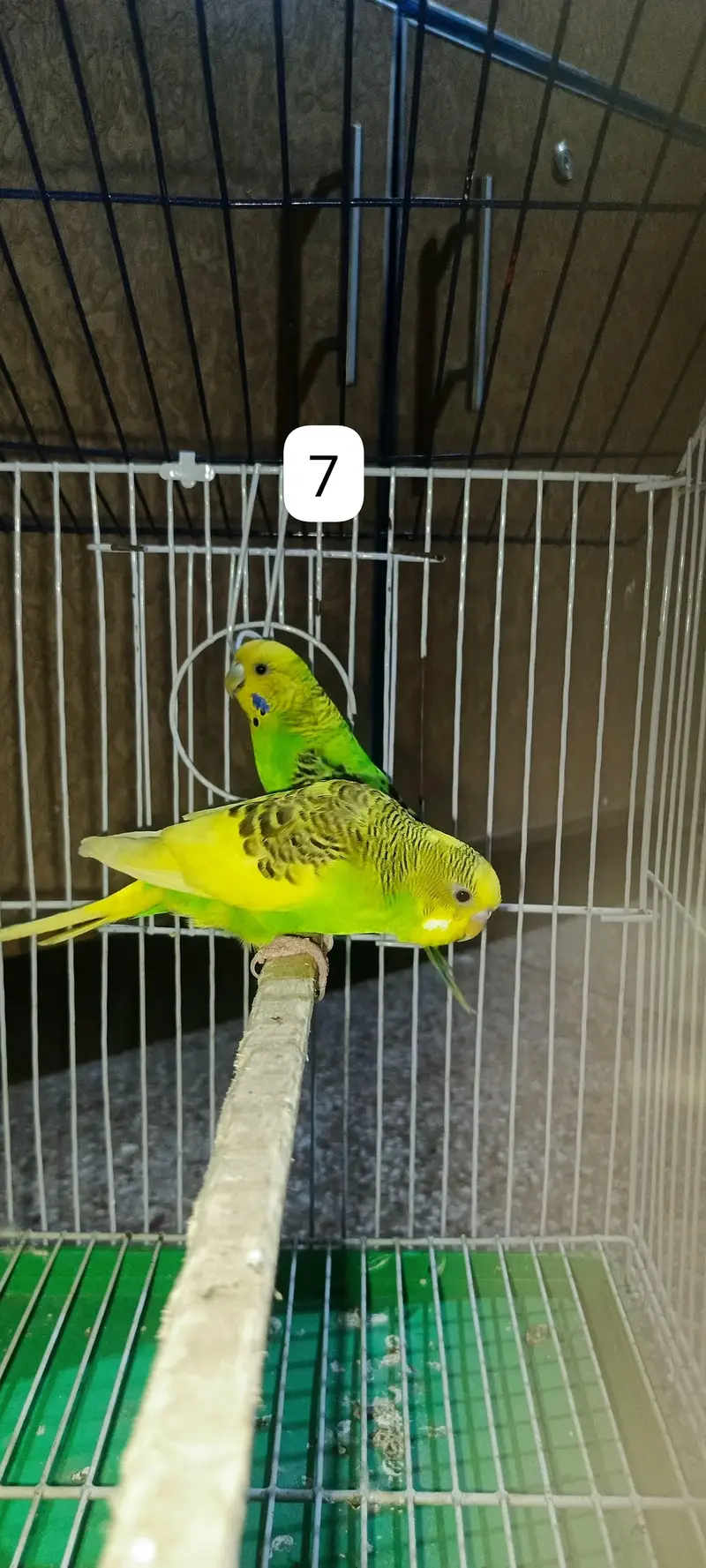 Budgie's parrots with cage (0300/49/89/439) — photo 10